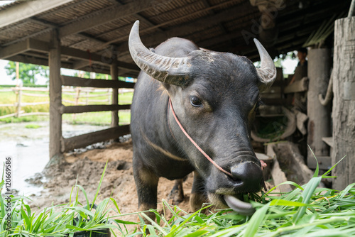 A buffalo eating grass 