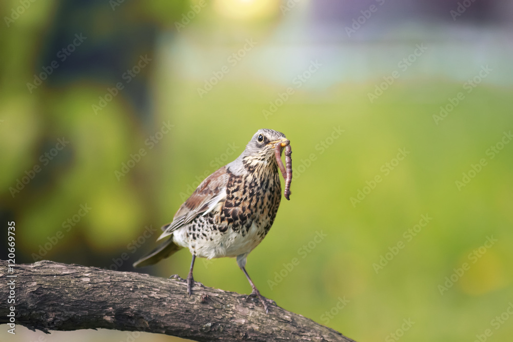 bird Fieldfare Thrush in a tree, holding in its beak a long worm bird Fieldfare Thrush in a tree, holding in its beak a long worm