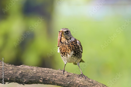 bird Fieldfare Thrush in a tree, holding in its beak a long worm