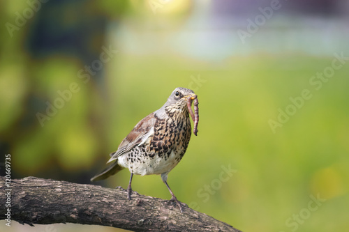 bird Fieldfare Thrush in a tree, holding in its beak a long worm