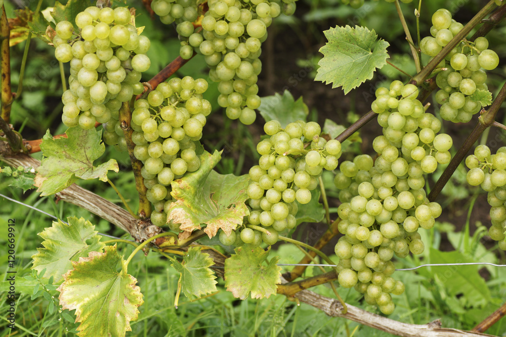 The branch of grapes growing in the garden. The branch of grapes growing in the garden.
