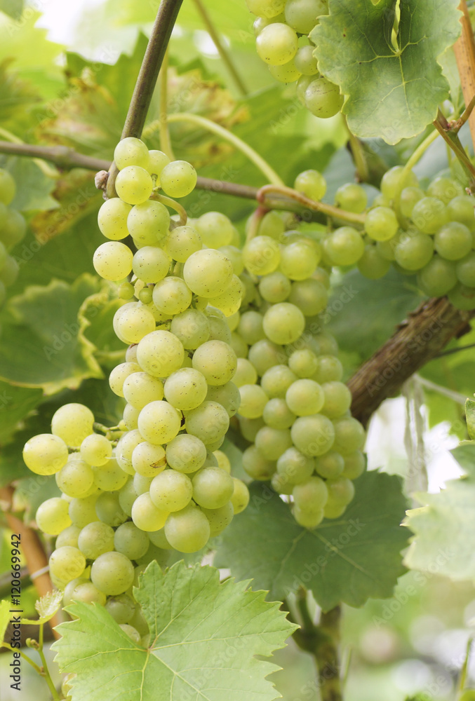 The branch of grapes growing in the garden.