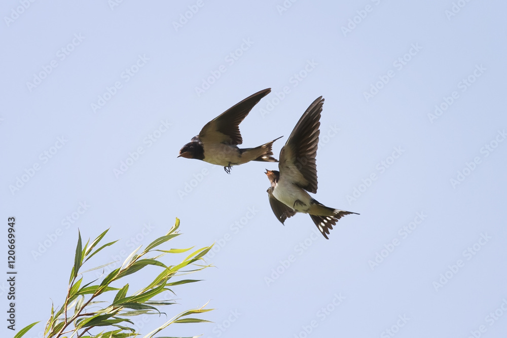 Obraz premium two birds swallows flying in the sky next to spread its wings