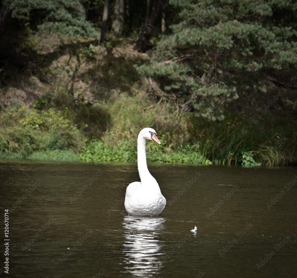 one wild white swan in belarus river one wild white swan in belarus river