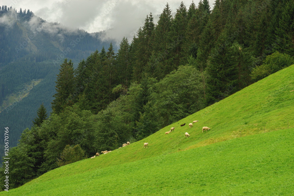 Sheep flock grazing on the slope pasture