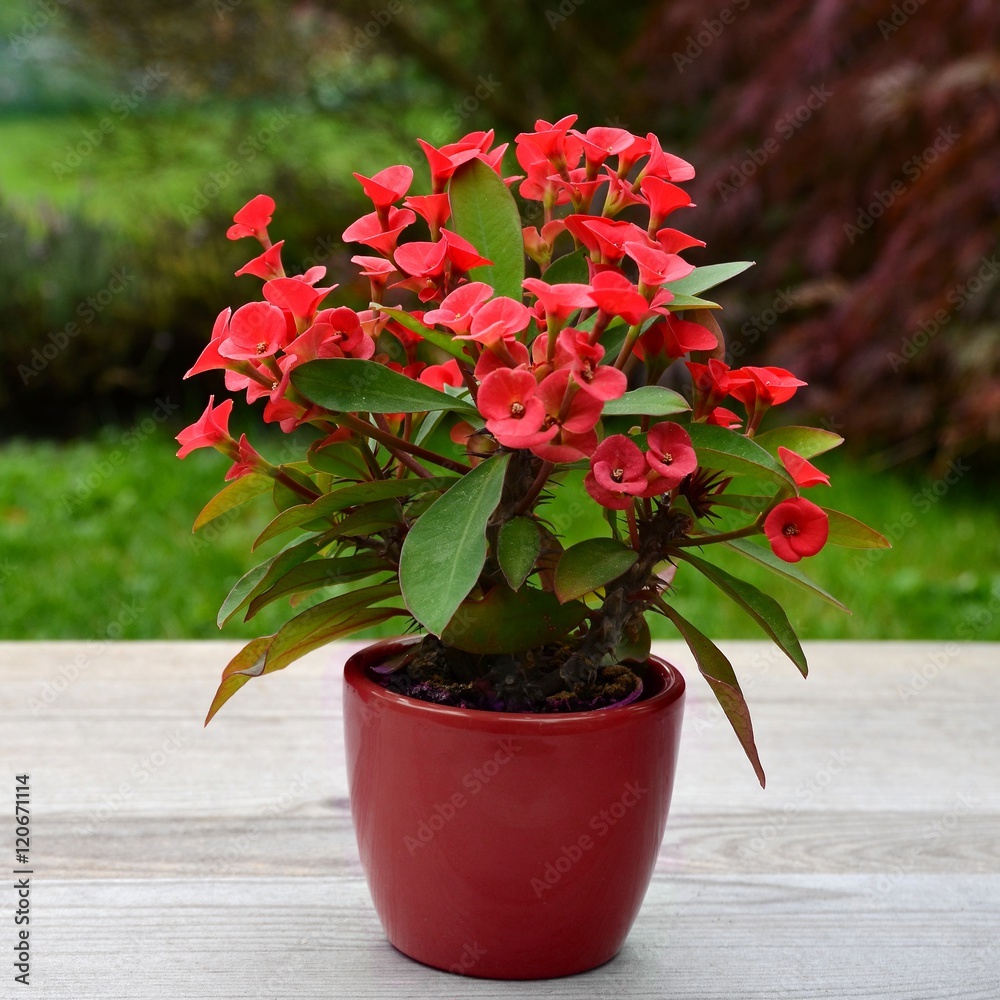 Euphorbia. Flower Euphorbia milii (crown of thorns), in flowerpot