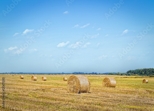Round straw bales on compressed fields.