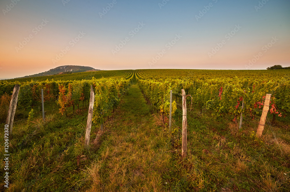 Evening view of the vineyards. Toned at sunset