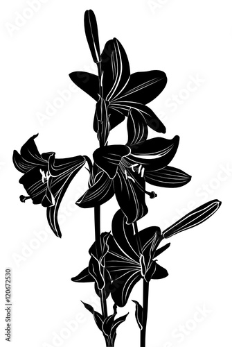  lily flowers isolated on white background