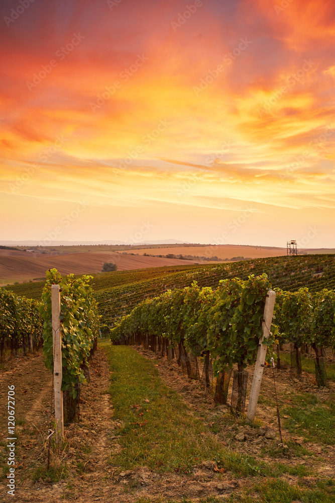 Beautiful grape vines in Moravia