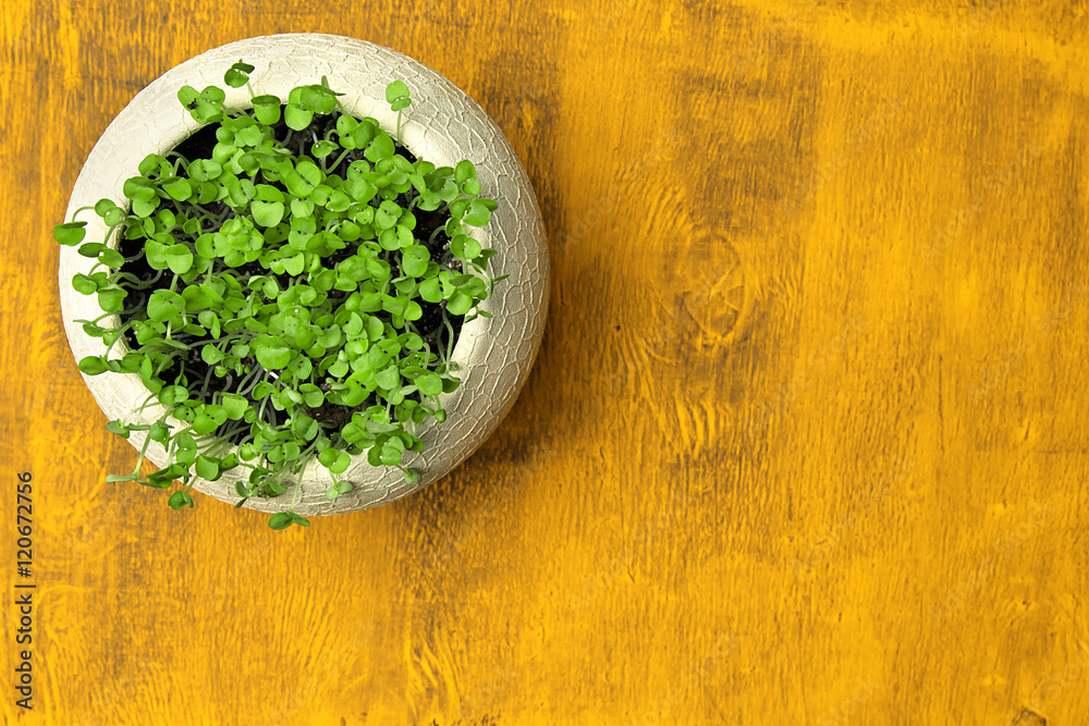 white pot with young basil on a wooden yellow table, top view with copy space