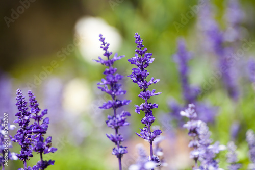 lavender flowers  close-up  selective focus