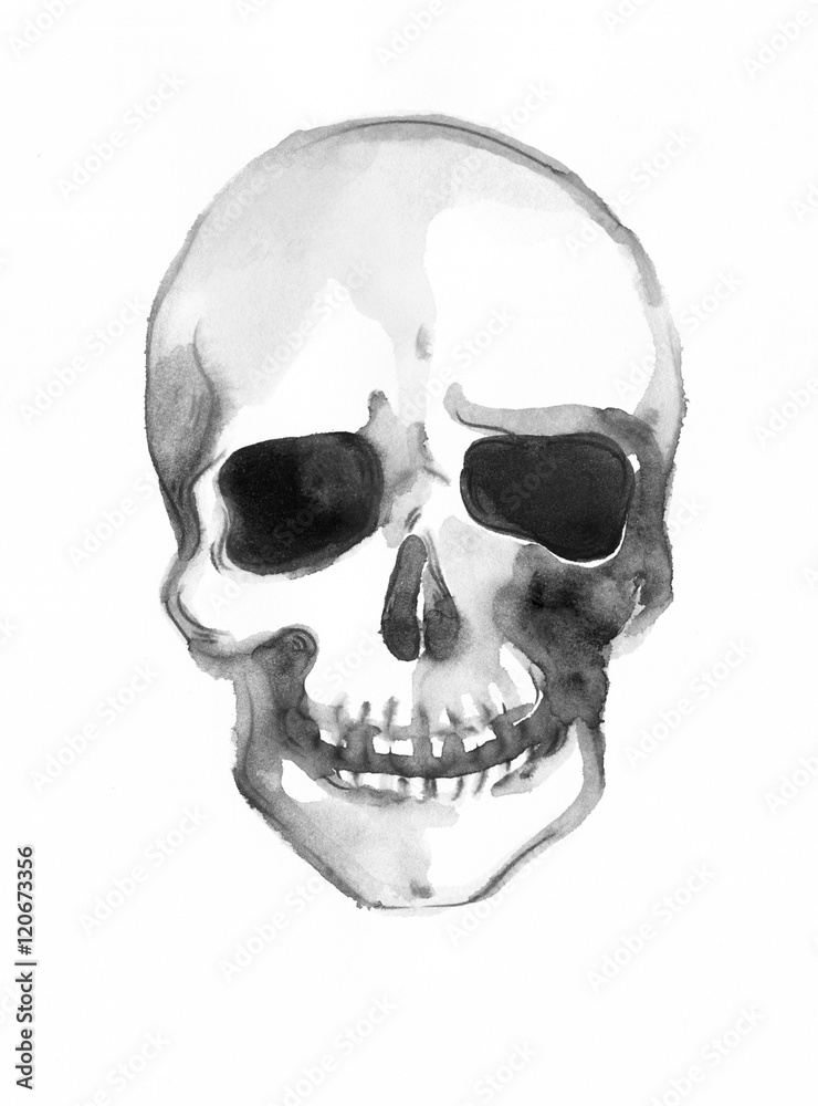 Obraz premium skull .watercolor illustration
