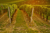 Rows of vineyard with sunshine