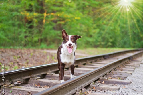 Dog on the rails.selective focus