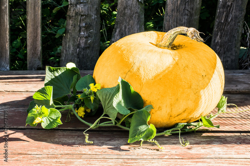 Big pumpkin on the old garden table photo