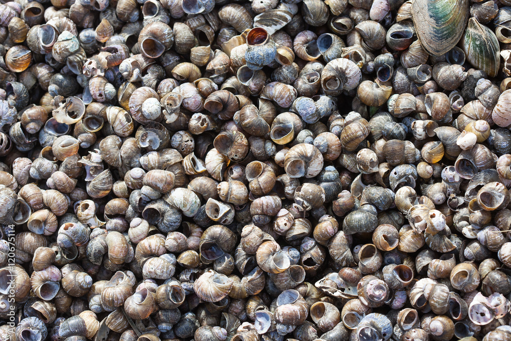 lot of empty shells on the sea shore lot of empty shells on the sea shore