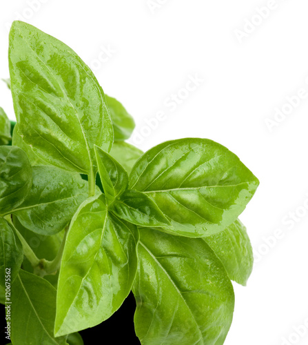 Fresh Green Basil
