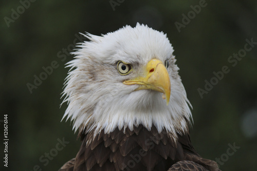 Bald Eagle close up head shot
