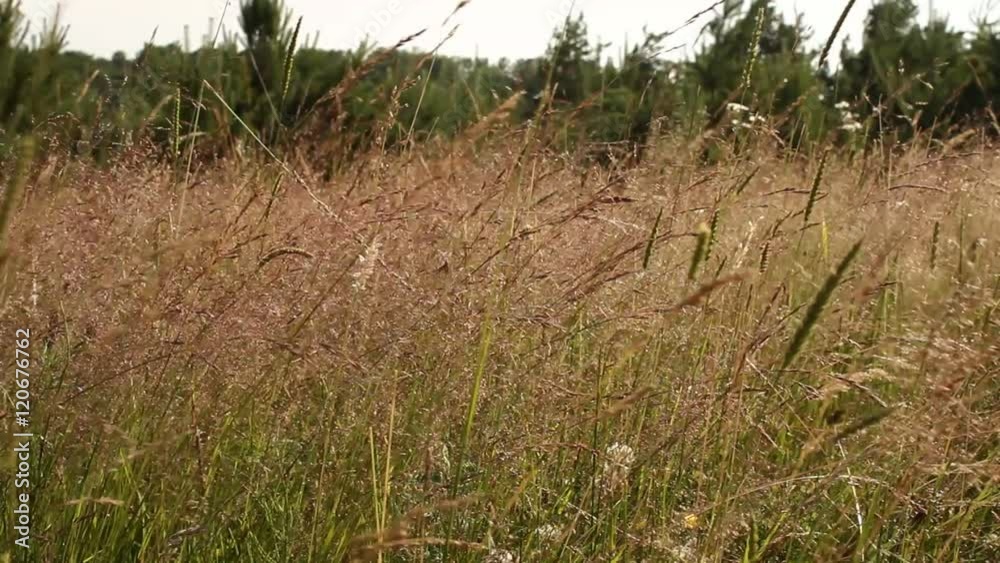 Field grass. Meadow in the forest Field grass. Meadow in the forest