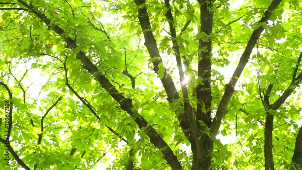 Tops of huge beautiful chestnut trees with sunlight through green leaves of branches on sunny summer day. Charming nature background. Real time full hd video footage. Camera moving from left to right. Tops of huge beautiful chestnut trees with sunlight through green leaves of branches on sunny summer day. Charming nature background. Real time full hd video footage. Camera moving from left to right.