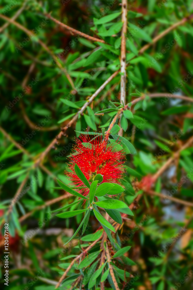 macro detail of a red tropical flower macro detail of a red tropical flower