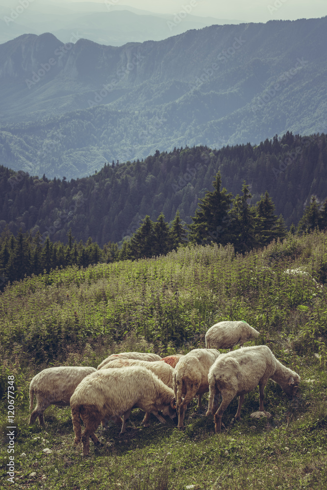 Naklejka premium Flock of sheep grazing on a mountain pasture up in Carpathians Mountains, Romania.