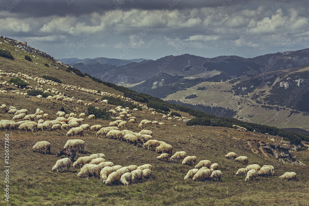 Flock of sheep grazing on a alpine pasture in Bucegi Mountains, Romania.
