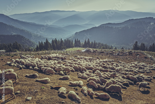Tableau sur toile Large flock of sheep resting in a traditional rustic sheepfold on a sunny summer morning up in Bucegi Mountains, Romania