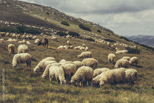 Flock of sheep grazing on a alpine pasture in Bucegi Mountains, Romania.