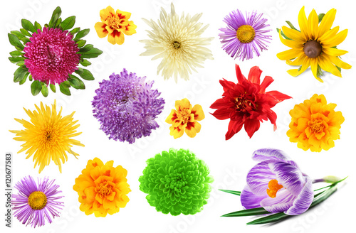 Collage of beautiful flowers on white background.