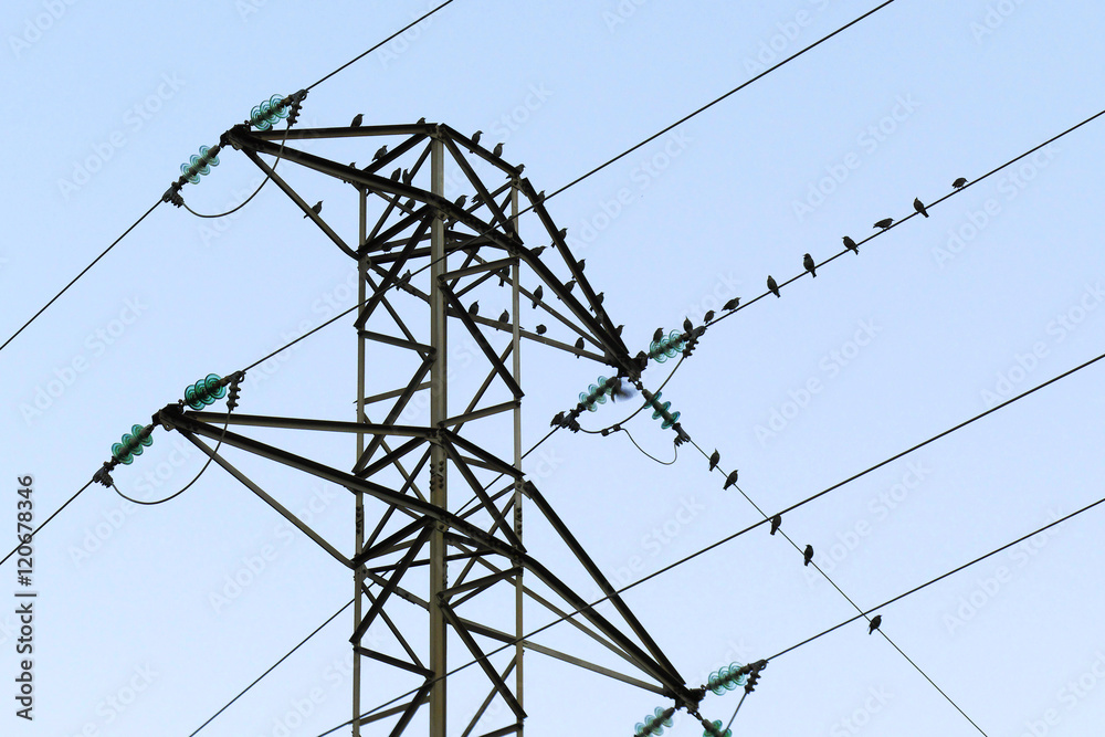 pajaros en cables de postes electricos al amanecer