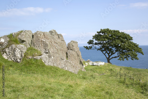 Rock and Tree, Murlough Beach; County Antrim