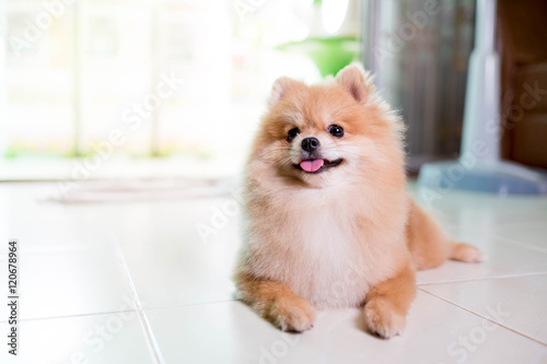Pomeranian smiling, lying in the yard