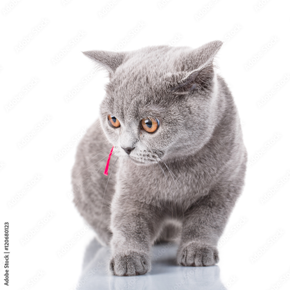 grey Scottish Fold cat with pink ribbon sitting on white
