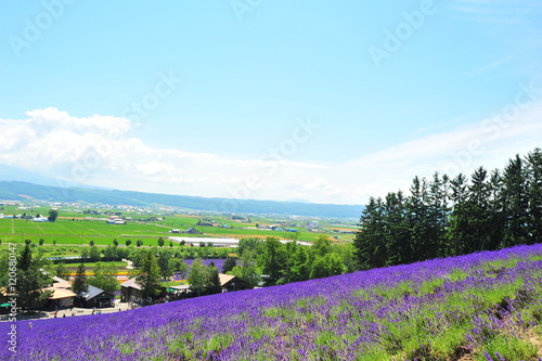 Lavender Flower Fields in Hokkaido  Japan