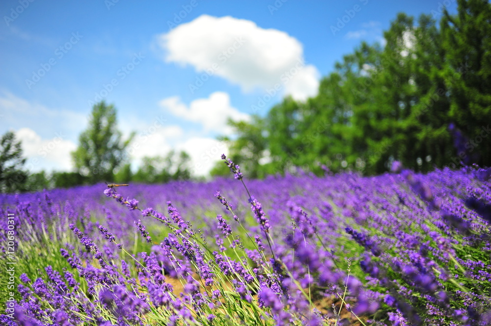 Fototapeta premium Lavender Flower Fields in Hokkaido, Japan
