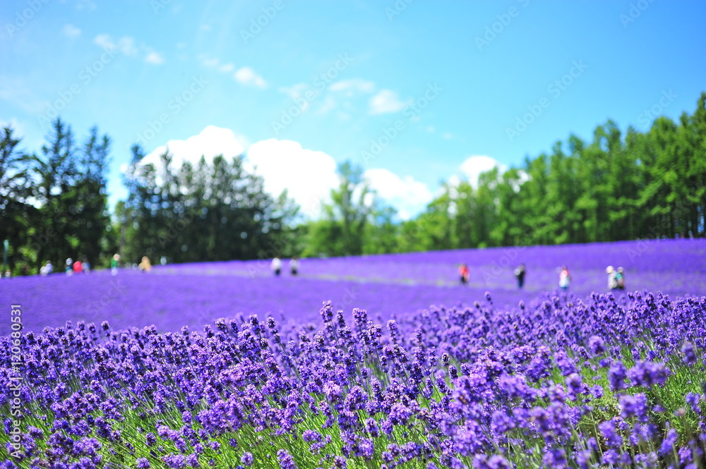 Obraz premium Pola kwiatów lawendy na Hokkaido w Japonii