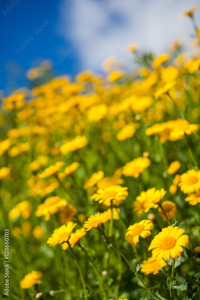 Yellow aster wildflowers in a field Yellow aster wildflowers in a field