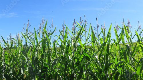 Field of Sweetcorn photo