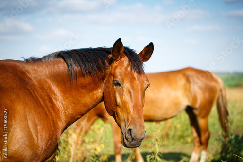 Horse on a summer pasture © serkucher