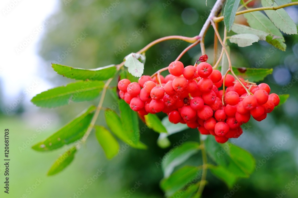 mountain ash on a branch mountain ash on a branch
