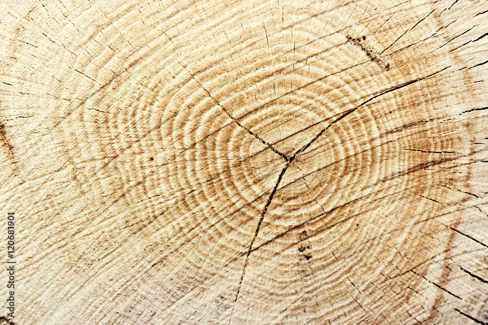 Fototapeta premium Close-up wooden cut texture. Cut wood log background. Wood trunk