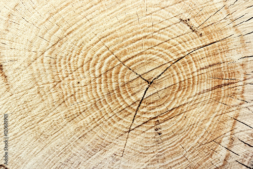 Close-up wooden cut texture. Cut wood log background. Wood trunk