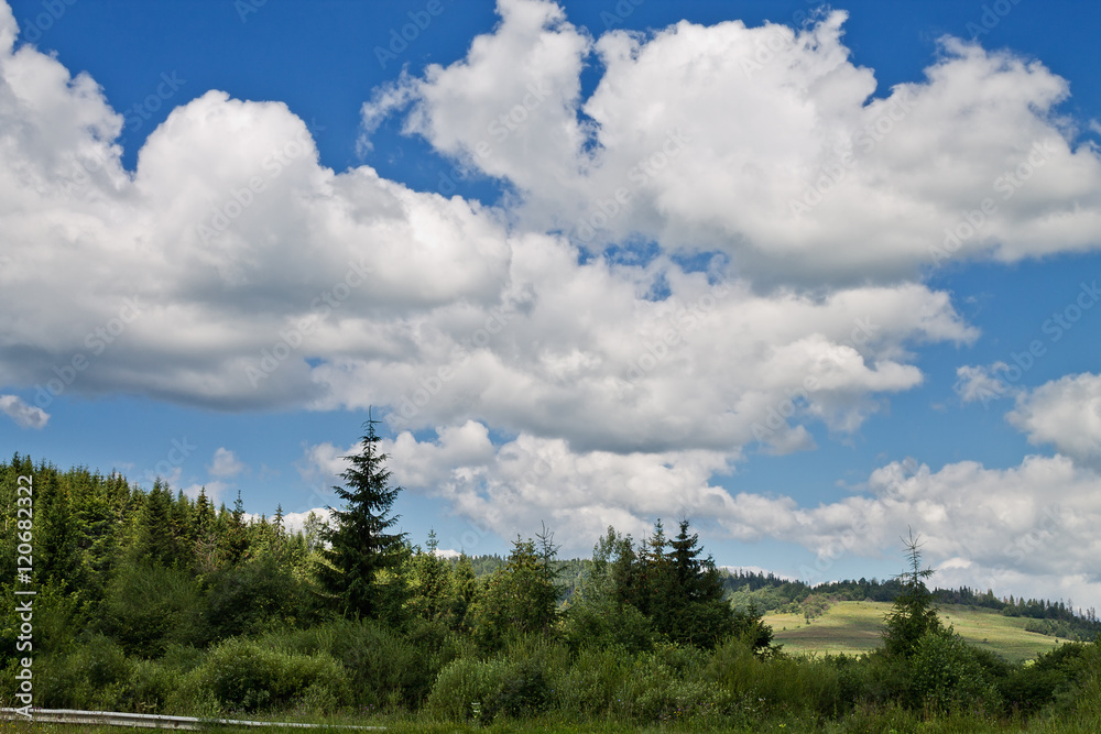 pine forest in the Carpathian mountains pine forest in the Carpathian mountains