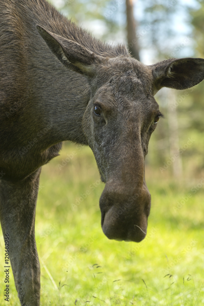 Female Moose (Alces alces)