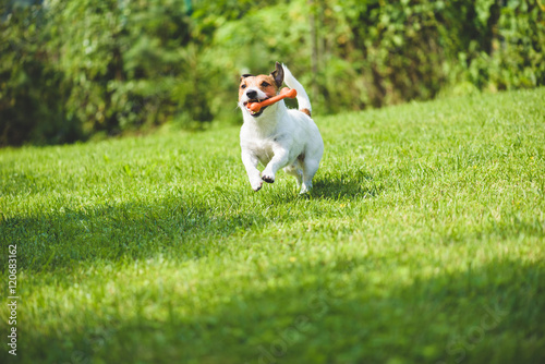 Fotografi Dog running on green grass fetching toy bone