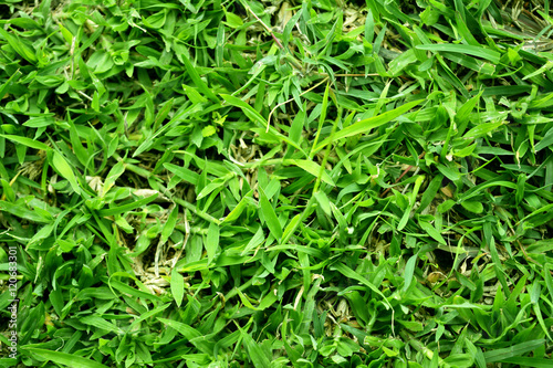 Background of a green grass texture