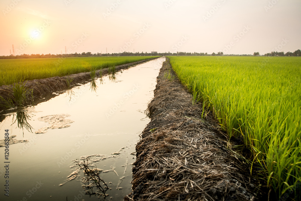 Obraz premium Rice fields