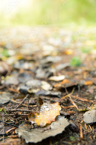 Fallen Leaves Moist with Morning Dew Lying in Ground at Autumn